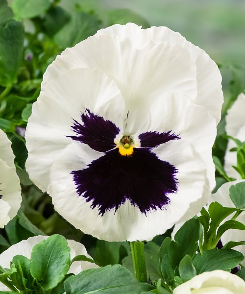 511.02 Pansy F1 Cello-White with Blotch_JG13-8546-N_sRGB-300dpi